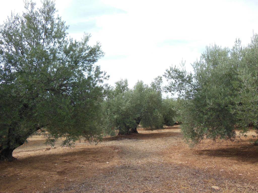La recolección del olivo es un trabajo muy duro