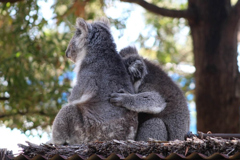 Cuando hagas la maleta para viajar a  Australia, llévate tu cámara y fotografía a los koalas.