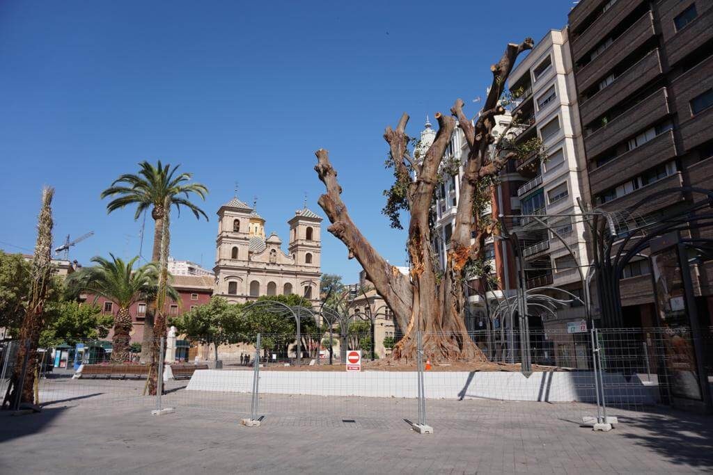 Ficus de la Plaza de Santo Domingo